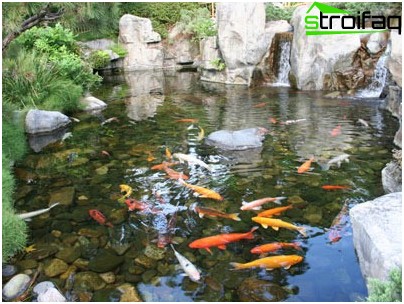 池に魚がいる場合は、複合洗浄ユニットを購入することをお勧めします 複合洗浄ユニット